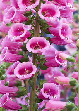 digitalis purpurea flower