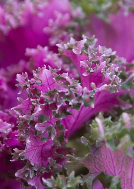 leaves in the garden
