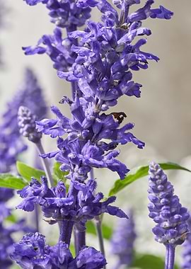 salvia coccinea in bloom