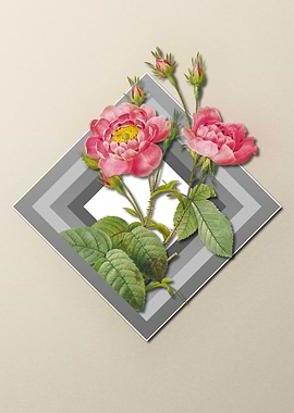 Light Pastel Anemone Rose