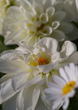 flower in the garden