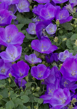 violet in the garden