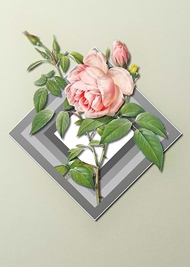 Pink Rose On Spring Pastel