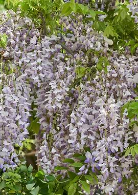 wisteria in the garden