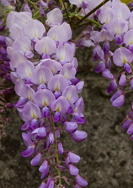 wisteria in the garden