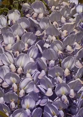 wisteria in the garden