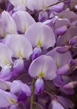 wisteria in the garden