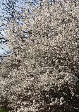 white flower in spring