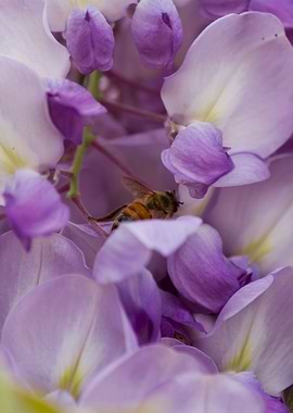 wisteria in the garden