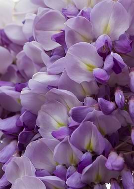 wisteria in the garden