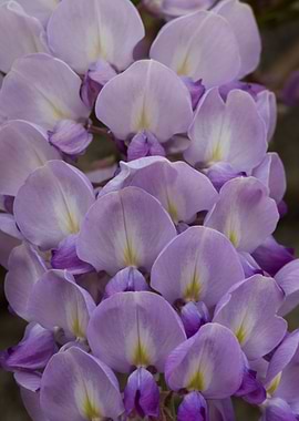 wisteria in the garden