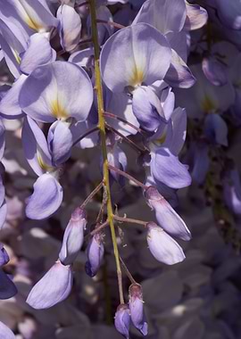 wisteria in the garden
