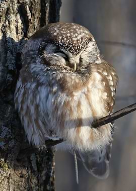 Sleepy boreal with prey