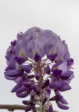 wisteria in the garden