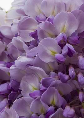 wisteria in the garden