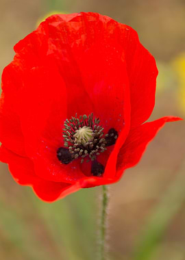 poppy in the garden