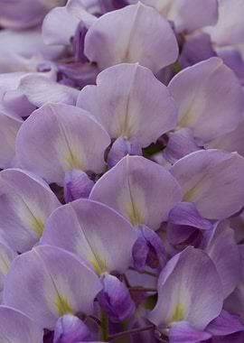 wisteria in the garden