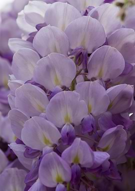 wisteria in the garden