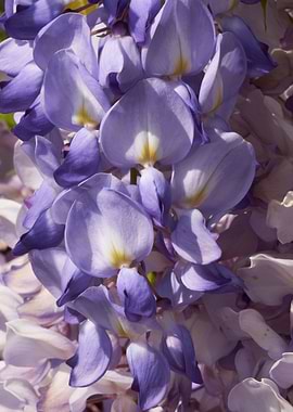 wisteria in the garden