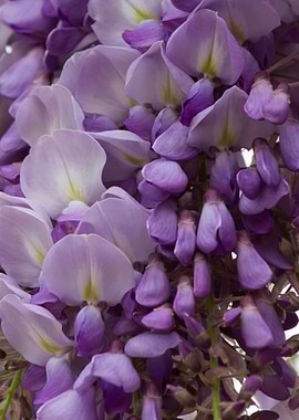 wisteria in the garden