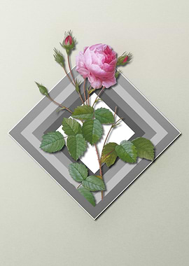 Floral Geometric Pink Rose
