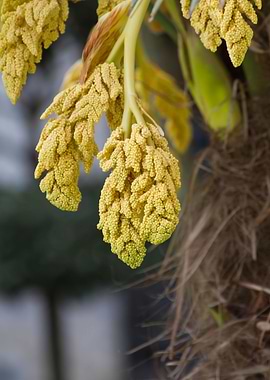 palm flower
