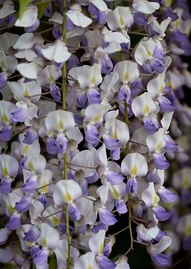 wisteria in the garden