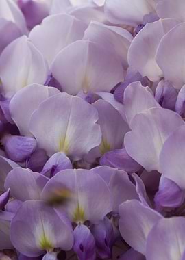 wisteria in the garden