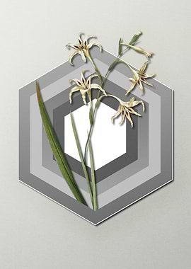 Gladiolus on Paper Shapes