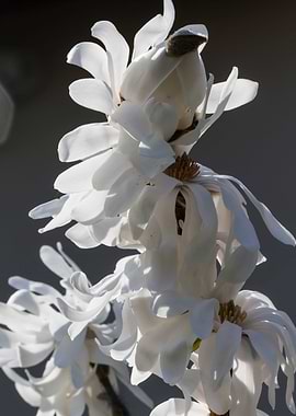 white flower in spring