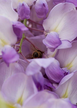 wisteria in the garden