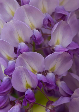 wisteria in the garden