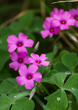 clover flower in the garde
