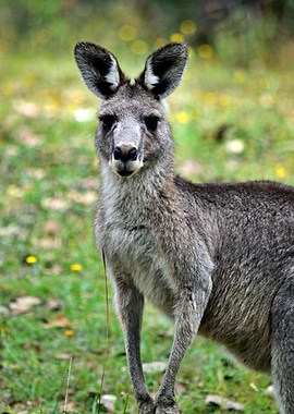 Very Cute Kangaroo