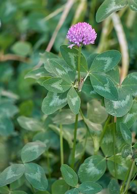 clover flower in the garde