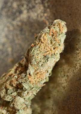 Super lemon haze cannabis