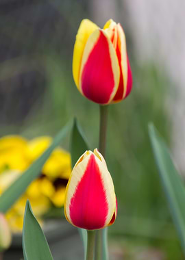 tulip in the garden