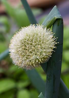 onion flower in the garden