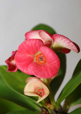 Euphorbia milli background