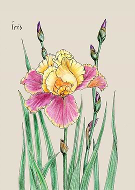 The iris flower