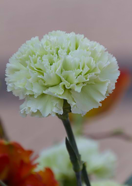 carnation in the garden