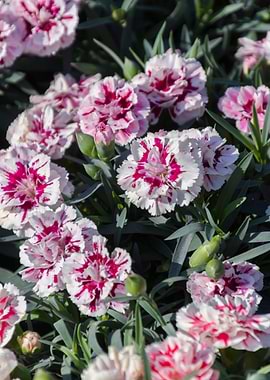 carnation in the garden