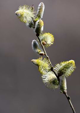 buds on the tree in spring