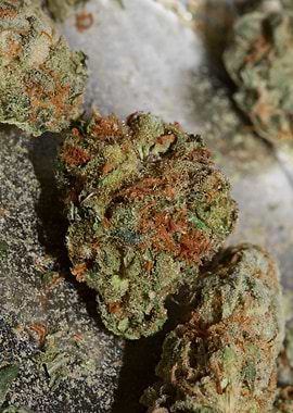 Super lemon haze cannabis