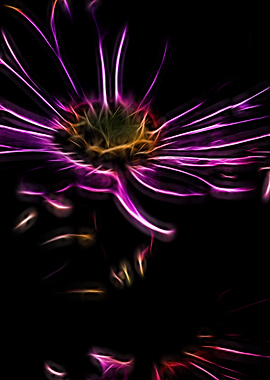 daisies in the garden