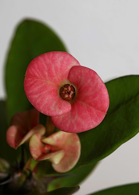 Euphorbia milli background