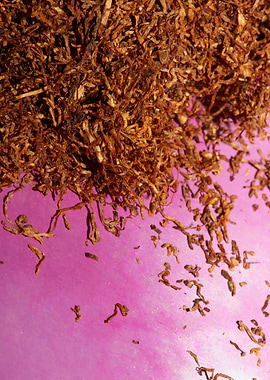 Tobacco leaves background