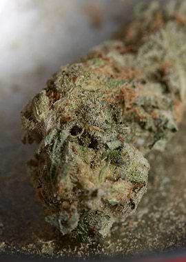 Super lemon haze cannabis