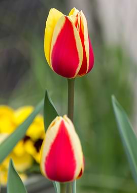 tulips flower
