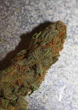 Super lemon haze cannabis